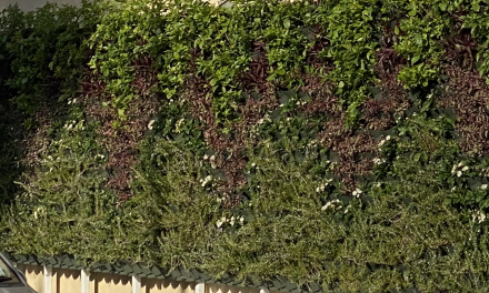 L-ewwel green wall fil-Ħamrun