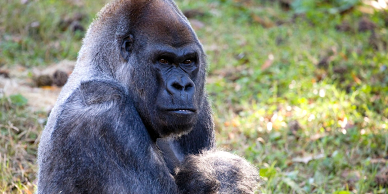 L-ixjeħ gorilla maskili fid-dinja nstab mejjet f’żoo