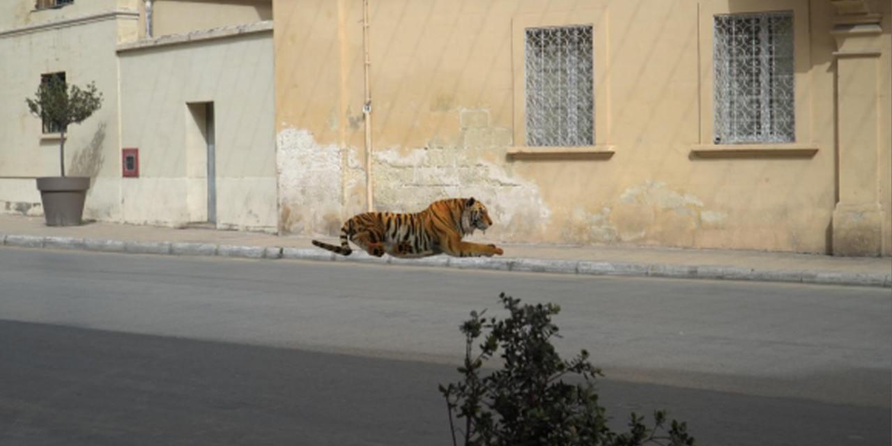 FILMAT: Tigra maħruba tispiċċa fit-Toroq tal-Ħamrun