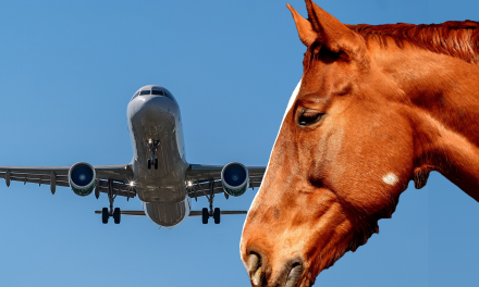 Loose Horse Prompts Emergency Return of Boeing 747
