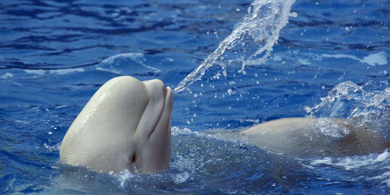 Mystery of ‘Spy’ Beluga Whale Hvaldimir Ends in Tragedy