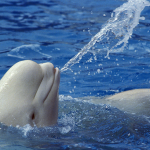 Mystery of ‘Spy’ Beluga Whale Hvaldimir Ends in Tragedy