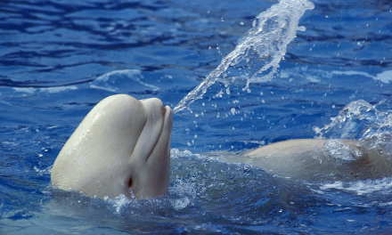 Mystery of ‘Spy’ Beluga Whale Hvaldimir Ends in Tragedy