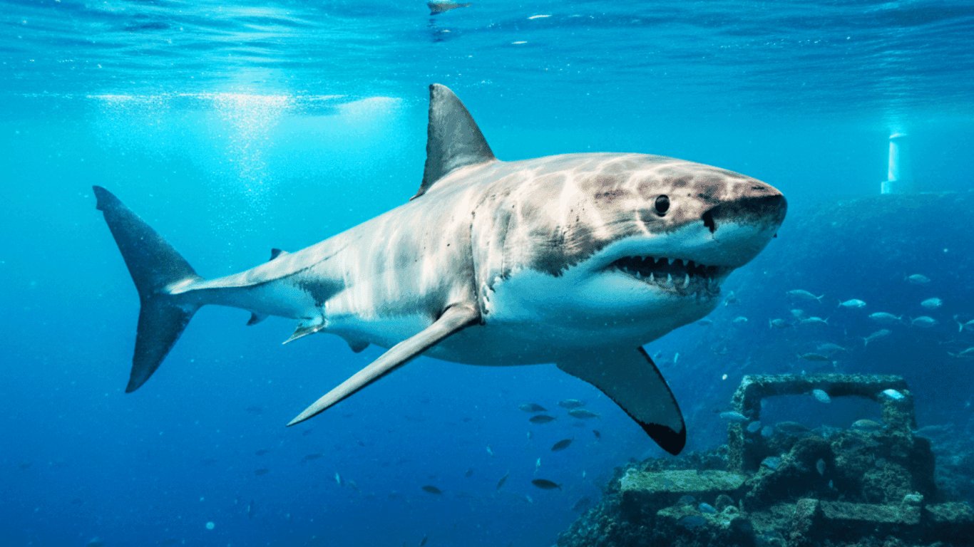 Is the Mediterranean Great White Shark Heading for Extinction?