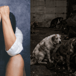 Birżebbuġa Man Charged With Rape in Dog-Filled Garage 