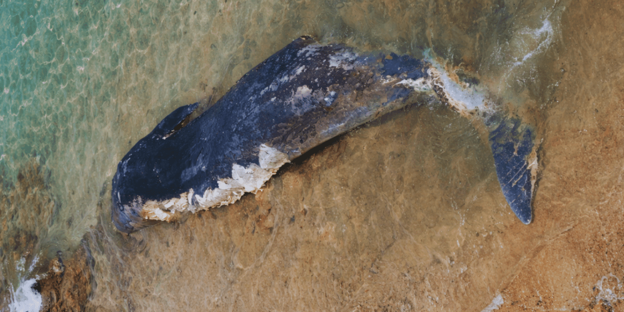 Rare 1.5-Tonne Sperm Whale Washes Up on Comino Shore