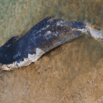 Rare 1.5-Tonne Sperm Whale Washes Up on Comino Shore