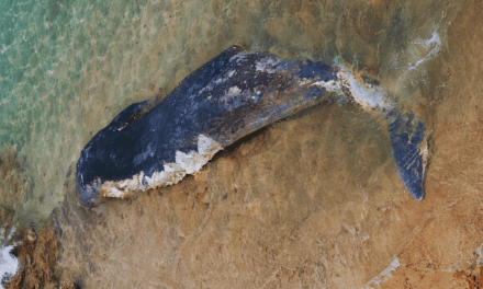 Rare 1.5-Tonne Sperm Whale Washes Up on Comino Shore