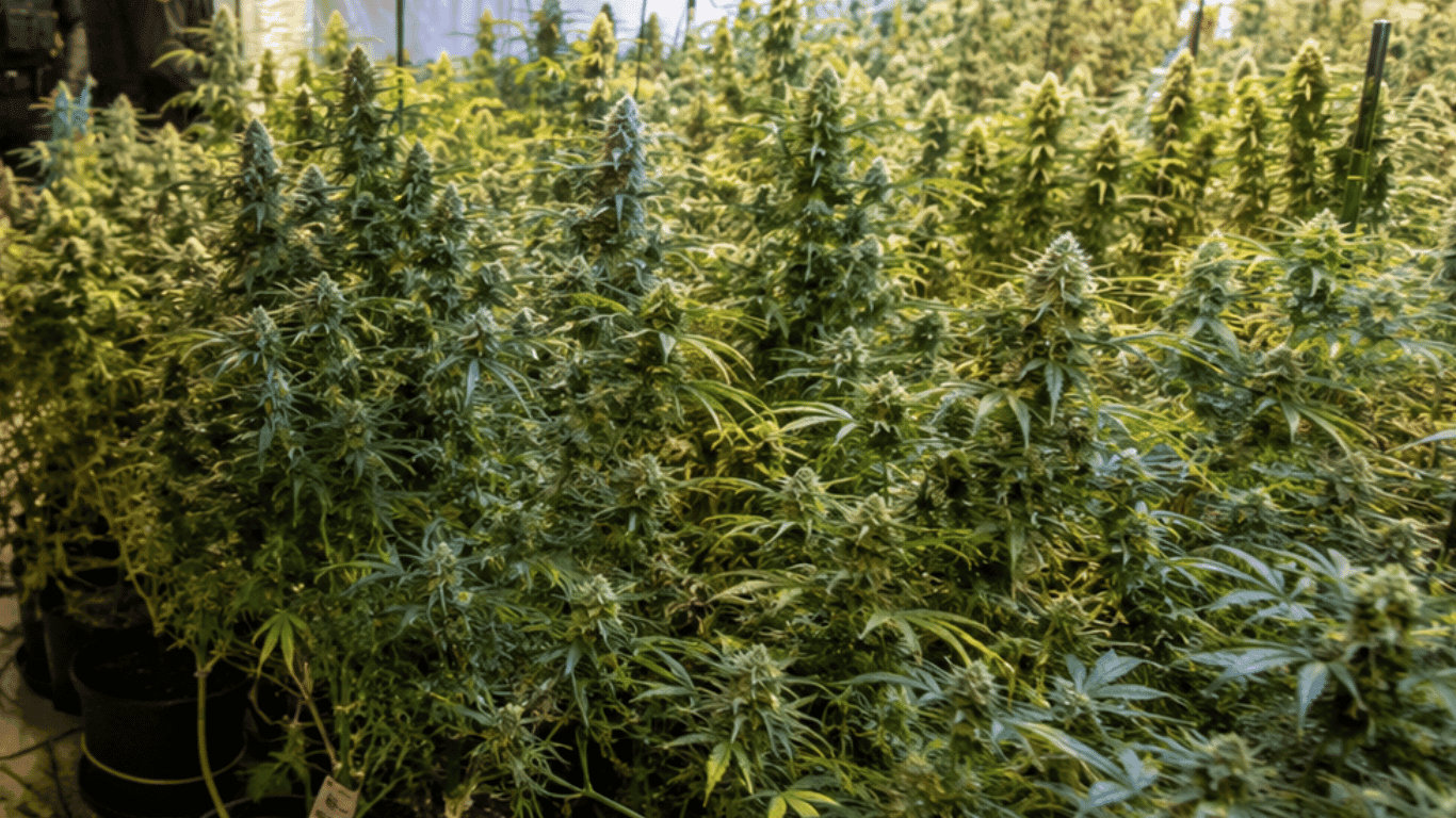 Three Foreign Men Arrested in Gozo Over Illegal Cannabis Cultivation and Trafficking